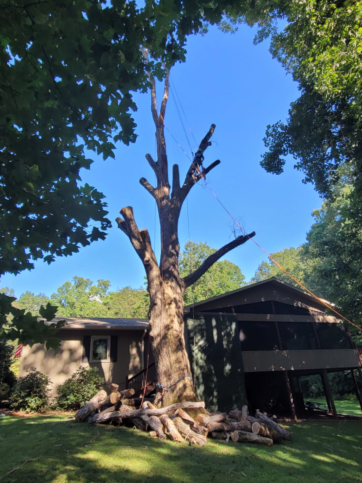 Shaddai Tree Services Image